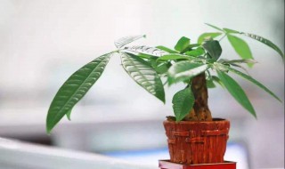 发财树扦插用什么部位 具体步骤分享给大家