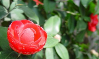 秋季已现花苞的茶花如何施肥和促花 要注意几件事