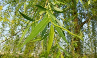 柳树开花是什么征兆 给大家介绍一下