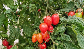 秋番茄种植技术 给大家介绍这三点