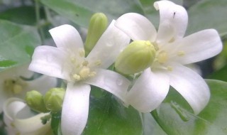 九里香适合放家里吗 个人看法分享