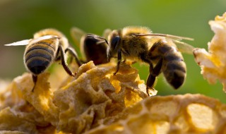 在家怎么诱蜂最快 诱蜂最快的办法