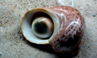 猫眼螺怎么做 为你介绍一个家常做法