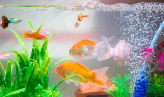 鱼缸细菌屋一般使用寿命是多久 鱼缸细菌屋多久一换