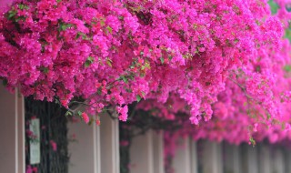 三角梅怎么变粗 三角梅主干怎样养粗