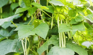豆角僵苗用什么方法 豆角僵苗的防治措施