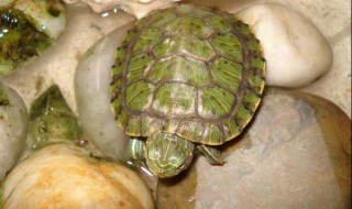 亚马逊泥龟饲养方法 这三个方面要注意