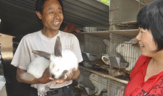 伊拉兔饲养方法 法国伊拉兔的喂养方法