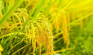 水稻保护价2019 2019年水稻保护价还会有吗