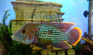 松花石能做鱼缸摆件吗 松花石能放鱼缸里吗