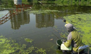 岸边怎么放排钩钓鱼 注意事项须知
