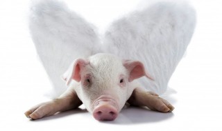 梦见猪头和生猪肉是什么意思 有好运气？