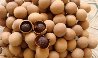 桂圆种子怎么买 有什么要注意的