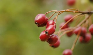无刺金樱子是什么样子 带你一起了解清楚