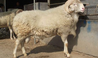 梦见羊在水里游是什么意思 周公解梦为你解开疑团