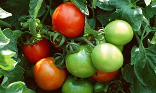 西红柿旺长怎么办 尽量简明扼要