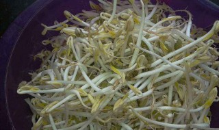 自发豆芽的配方 这么发的豆芽最好吃