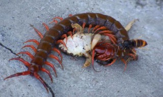 用什么可以驱蜈蚣 怎样驱赶蜈蚣