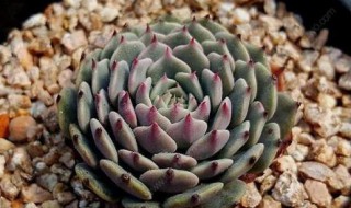 金钱桩怎么养？ 老成桩后能增值，赶紧多买几盆