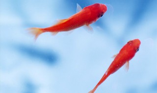 小红鱼怎么养 这个技巧很重要