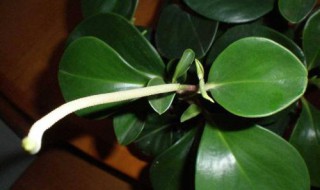 豆瓣绿扦插后怎么养 豆瓣绿扦插后这样养