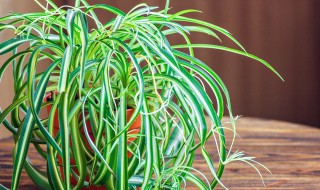 吊兰怎样砍头 给吊兰砍头需要注意什么问题？