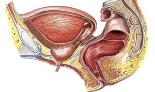 管射精的肌肉叫什么 控制射精的那块肌肉叫做什么