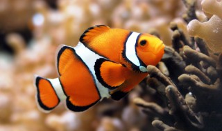 梦见鱼咬人 我真的会被鱼咬吗