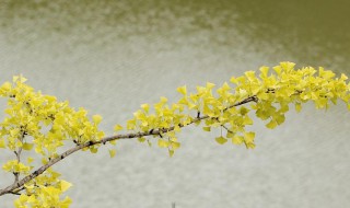 2019寒露几时几分 下面为大家解答