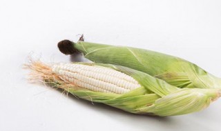 糯玉米哪个品种好 糯玉米生长环境