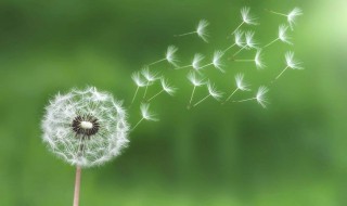 哪种蒲公英有毒 你知道吗