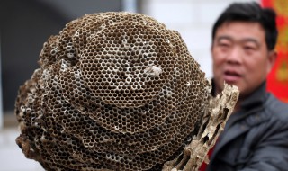 马蜂窝有什么利用价值 马蜂窝有什么药用价值