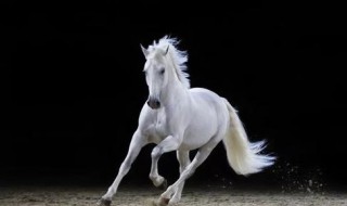 四海为家行八方打一生肖 四海为家行八方是什么生肖