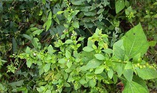 天名精的功效与作用 天名精的用法用量