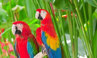 鹦鹉饲养知识 新手必看