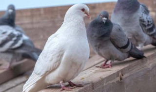 鸽子粪的用途有哪些 小鸽粪竟有大作用