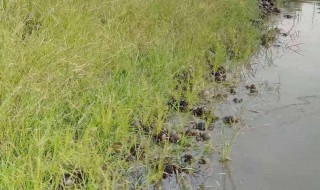 鱼塘缺氧怎么解决 七招教你解决缺氧问题