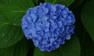 绣球可用什么土方法调色 为你介绍两种方法