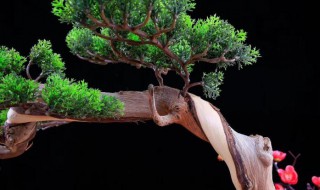 崖柏盆景如何栽培 对土壤和温度的要求比较高
