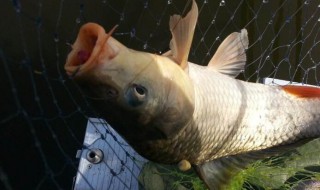 手竿钓鲢鳙的绝招 学会这4招钓一次爽一次