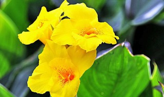 黄色美人蕉怎么养 需要注意这些方面