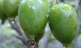 软枣猕猴桃品种 软枣猕猴桃品种大全介绍