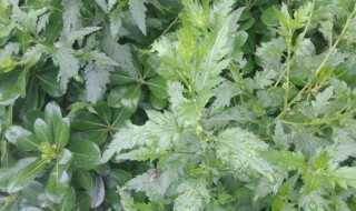 苦蒿泡水功效和作用 苦蒿泡水喝的方法