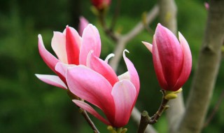 玉兰花的寓意和风水 有谁知道吗