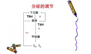 tsh值正常范围 tsh是什么意思