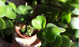 马齿苋老桩盆景养护 学会3个“小套路”