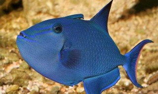 蓝三角鱼饲养方法 蓝三角鱼饲养的5大要点