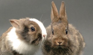 琉球兔的寿命 琉球兔能活多久