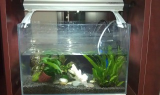 鱼缸水白雾怎么处理 怎么治鱼缸水白雾小妙招