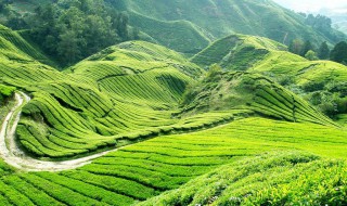 信阳光山十宝是哪十个 信阳光山人都知道吗